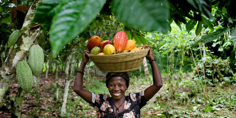 Cây cacao ở Grenada 